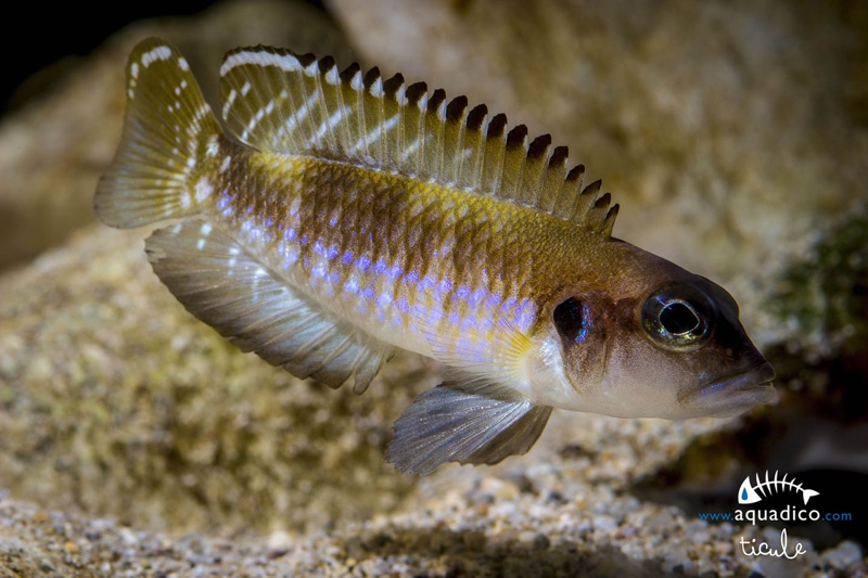 Lamprologus speciosus